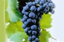 Wein
