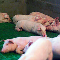 Schweine