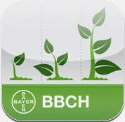 Bayer