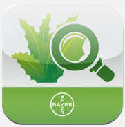 Bayer