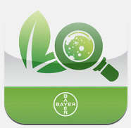 Bayer