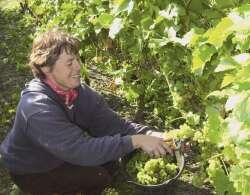 Wein_Frau_bei_der_Weinlese_kl.jpg