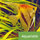 aquaristik