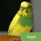tier_button_vogel.jpg