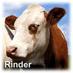 Rinder.jpg