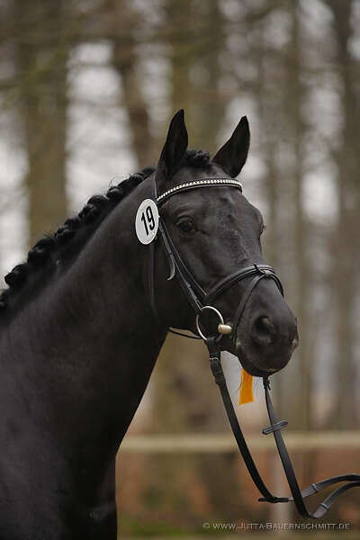 09-MHK-Invincible_Sir-76.jpg