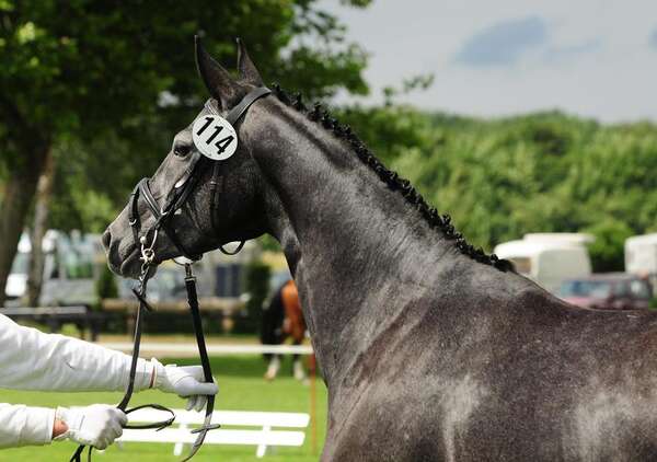 Abendflocke_v._Showmaster_79.jpg
