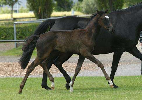 Camelot
