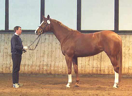 gorlo1.jpg