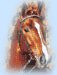 pferd24