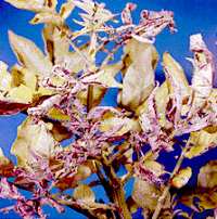 schwarzbeinigkeitkartoffel1