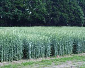 roggen