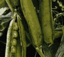erbsen