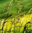 gras