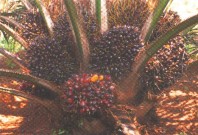 palmfrucht