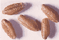 triticale