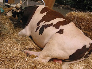 Liegefläche